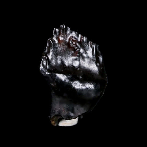 0.5" Ankylosaurus Fossil Tooth Judith River FM Cretaceous Dinosaur MT COA & Display - Fossil Age Minerals