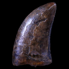 Nanotyrannus Fossils