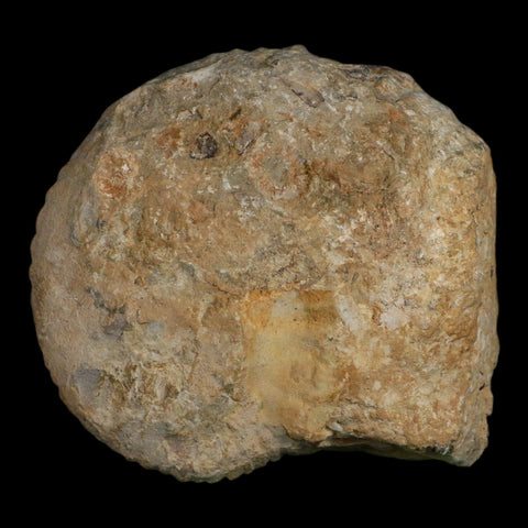 4.6" Acanthoceras Ammonite Fossil Agadir Morocco 360 Million Year Old COA - Fossil Age Minerals