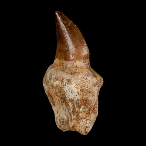 2.5" Mosasaur Prognathodon Anceps Fossil Tooth Rooted Cretaceous Dinosaur Era COA - Fossil Age Minerals