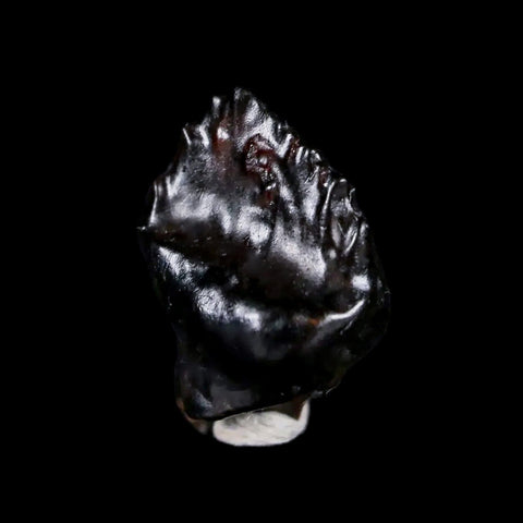 0.5" Ankylosaurus Fossil Tooth Judith River FM Cretaceous Dinosaur MT COA & Display - Fossil Age Minerals