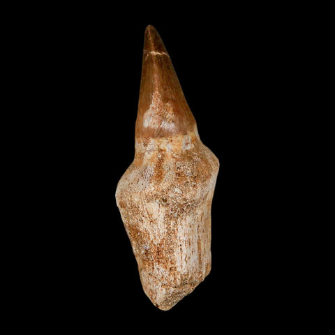 2.5" Mosasaur Prognathodon Anceps Fossil Tooth Rooted Cretaceous Dinosaur Era COA - Fossil Age Minerals