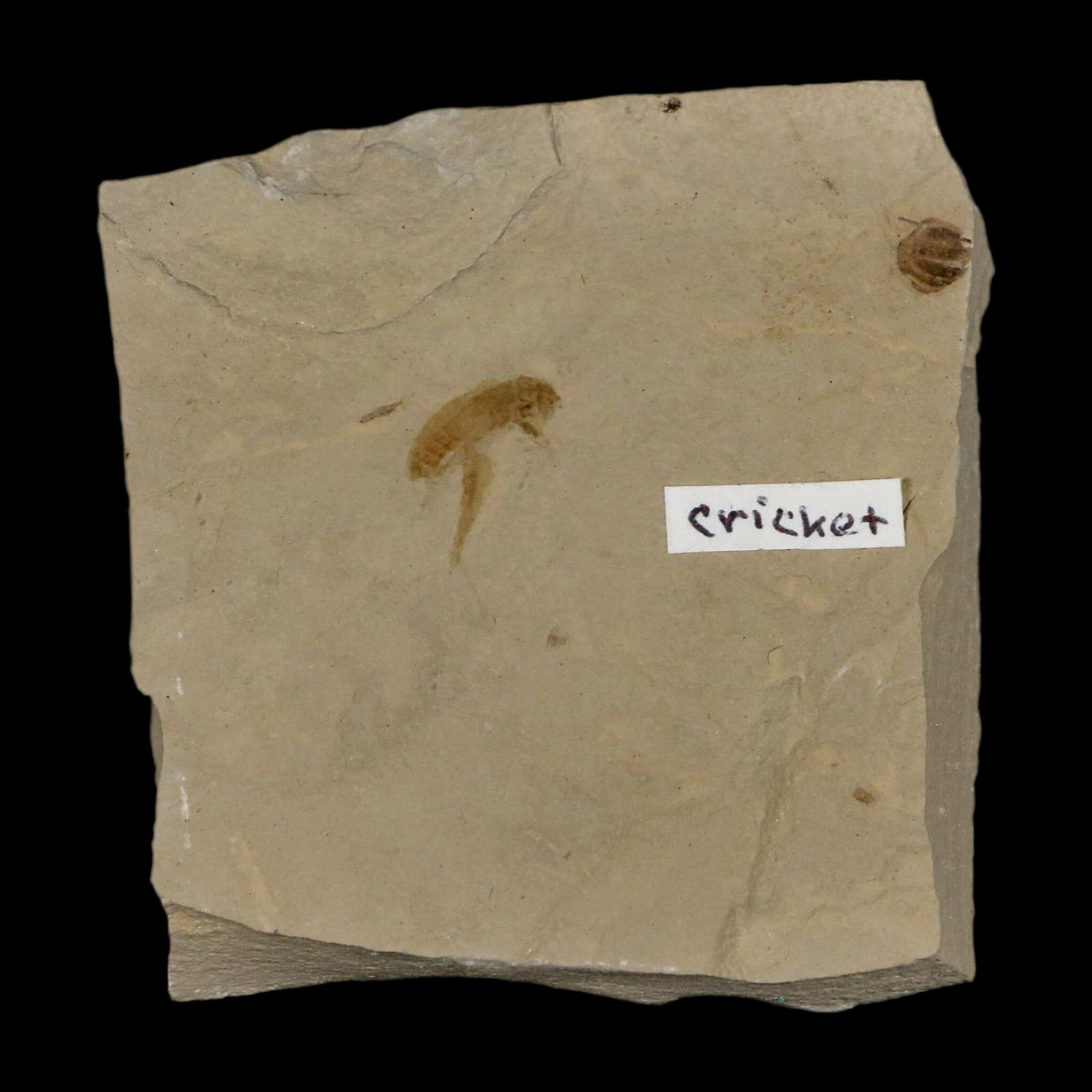 0.5" Detailed Fossil Flying Cricket Insect Green River FM Uintah County UT Eocene Age - Fossil Age Minerals