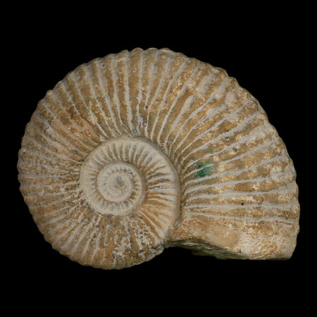 5.8" Acanthoceras Ammonite Fossil Agadir Morocco 360 Million Year Old COA
