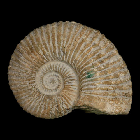5.8" Acanthoceras Ammonite Fossil Agadir Morocco 360 Million Year Old COA - Fossil Age Minerals