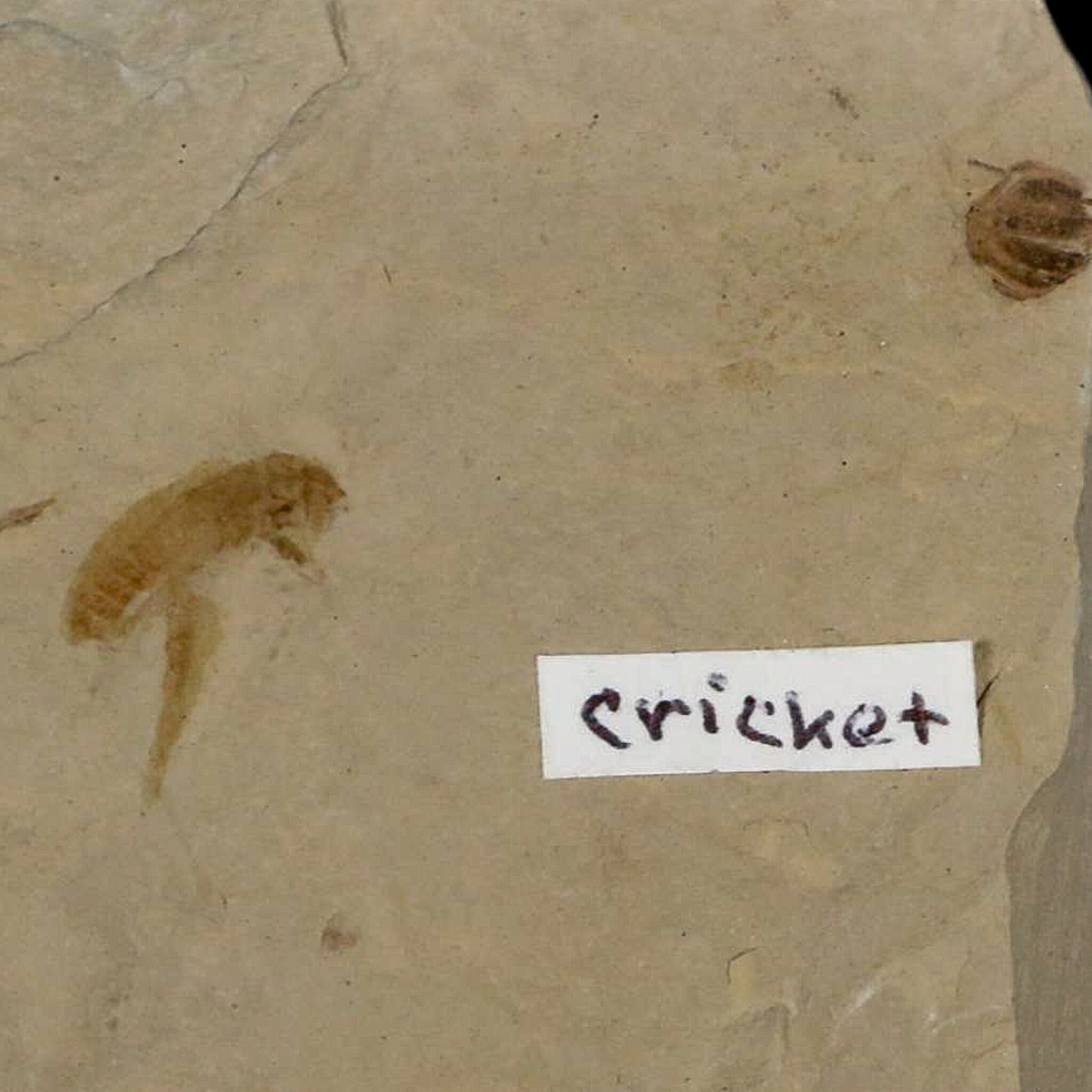 0.5" Detailed Fossil Flying Cricket Insect Green River FM Uintah County UT Eocene Age - Fossil Age Minerals