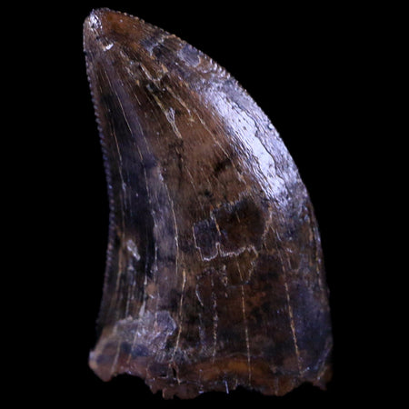 0.7" Nanotyrannus Tyrannosaurus Fossil Tooth Dinosaur Hell Creek MT COA Display