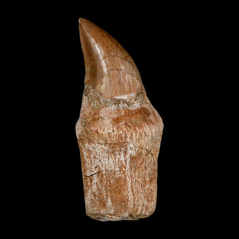 2.5" Halisaurus Walkeri Mosasaur Fossil Tooth Rooted Cretaceous Dinosaur Era COA - Fossil Age Minerals