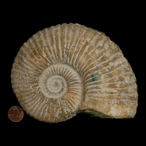 5.8" Acanthoceras Ammonite Fossil Agadir Morocco 360 Million Year Old COA - Fossil Age Minerals