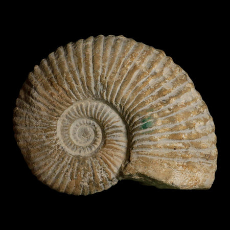 5.8" Acanthoceras Ammonite Fossil Agadir Morocco 360 Million Year Old COA