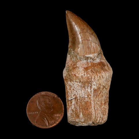 2.5" Halisaurus Walkeri Mosasaur Fossil Tooth Rooted Cretaceous Dinosaur Era COA - Fossil Age Minerals