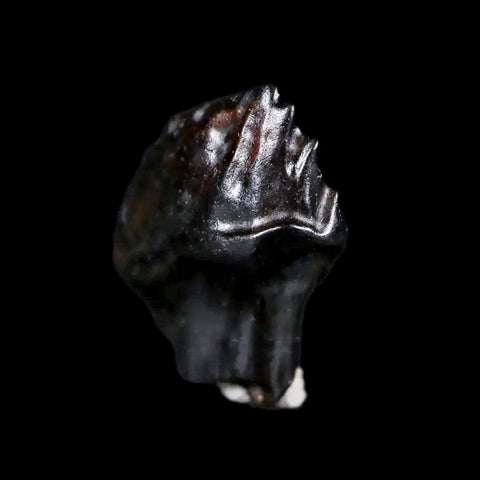 0.5" Ankylosaurus Fossil Tooth Judith River FM Cretaceous Dinosaur MT COA & Display - Fossil Age Minerals