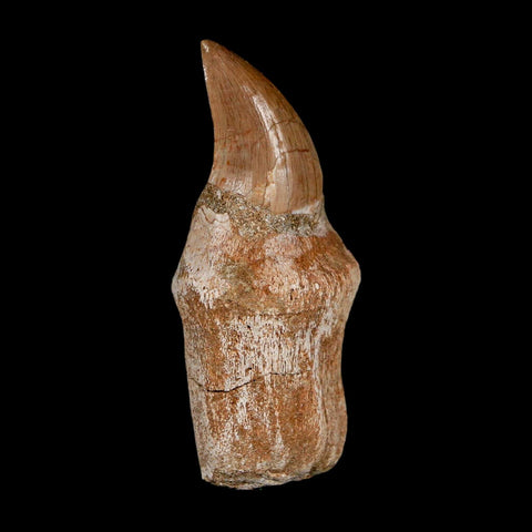 2.5" Halisaurus Walkeri Mosasaur Fossil Tooth Rooted Cretaceous Dinosaur Era COA - Fossil Age Minerals