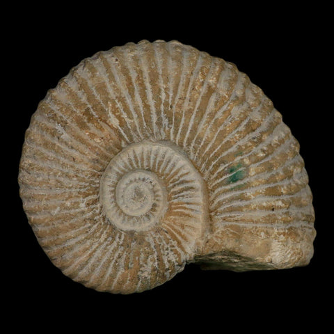 5.8" Acanthoceras Ammonite Fossil Agadir Morocco 360 Million Year Old COA - Fossil Age Minerals