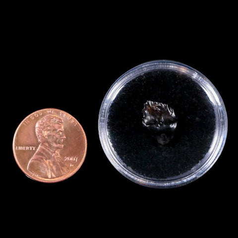 0.5" Ankylosaurus Fossil Tooth Judith River FM Cretaceous Dinosaur MT COA & Display - Fossil Age Minerals