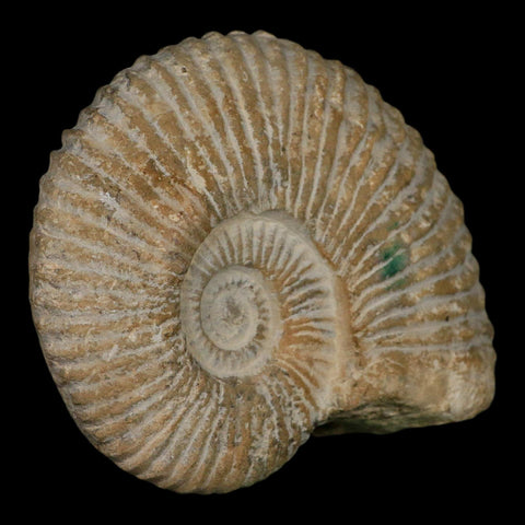 5.8" Acanthoceras Ammonite Fossil Agadir Morocco 360 Million Year Old COA - Fossil Age Minerals