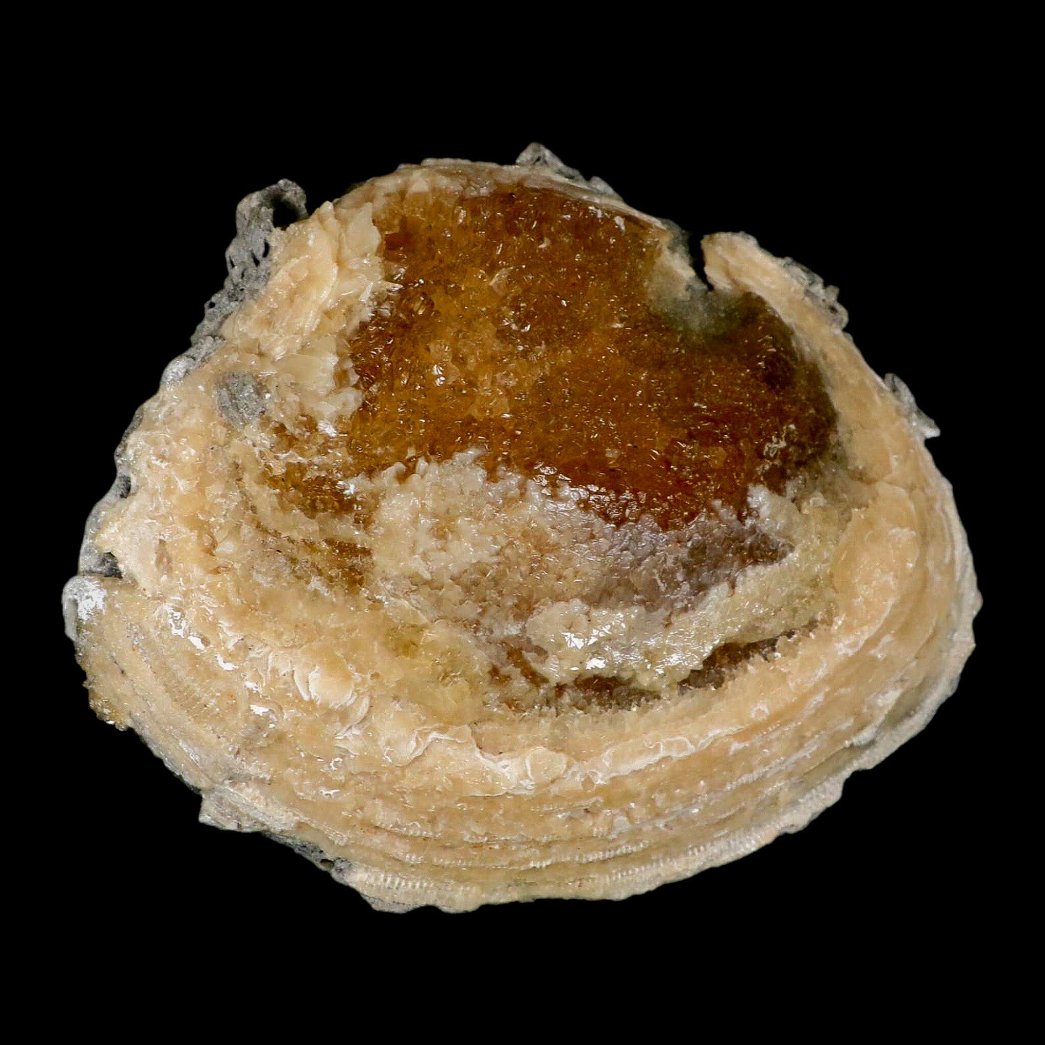 5.8" Mercenaria Permagna Clam Fossil Golden Calcite Crystal Rucks Pit Florida - Fossil Age Minerals