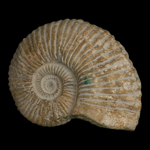5.8" Acanthoceras Ammonite Fossil Agadir Morocco 360 Million Year Old COA - Fossil Age Minerals