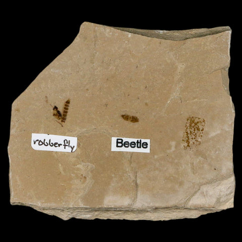 2.5" Fossil Beetle And Robber Fly Insect Green River FM Uintah County Utah Eocene Age - Fossil Age Minerals