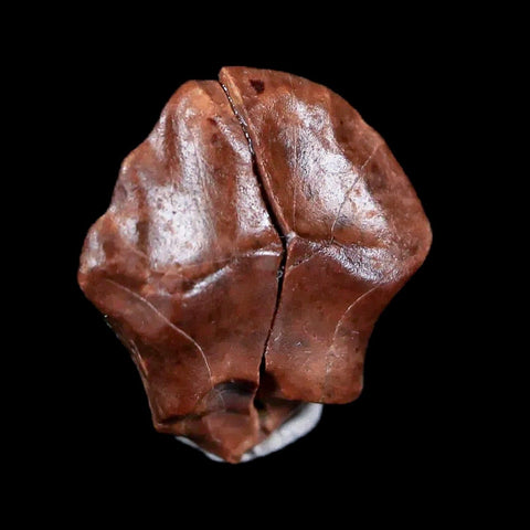 0.5" Ankylosaurus Fossil Tooth Judith River FM Cretaceous Dinosaur MT COA & Display - Fossil Age Minerals