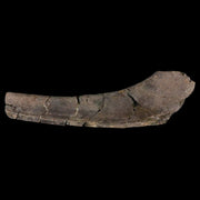 7.2" Hypacrosaurus Dinosaur Fossil Rib Bone Two Medicine FM Cretaceous MT COA