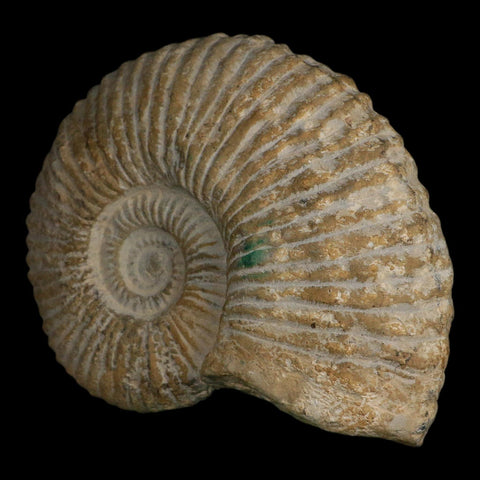 5.8" Acanthoceras Ammonite Fossil Agadir Morocco 360 Million Year Old COA - Fossil Age Minerals