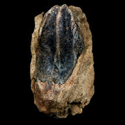XL 1.4" Torosaurus Fossil Tooth Rooted Lance Creek FM WY Cretaceous Dinosaur COA