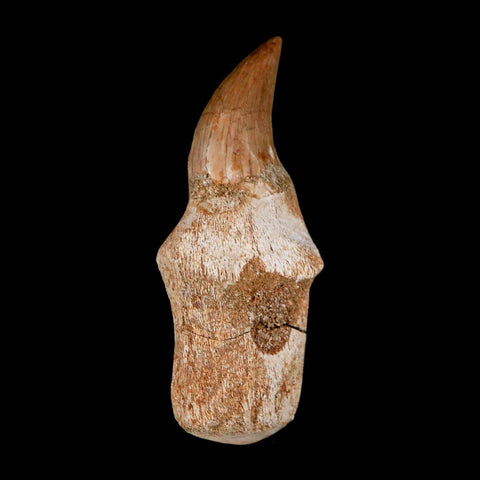 2.5" Halisaurus Walkeri Mosasaur Fossil Tooth Rooted Cretaceous Dinosaur Era COA - Fossil Age Minerals