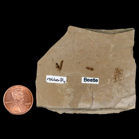2.5" Fossil Beetle And Robber Fly Insect Green River FM Uintah County Utah Eocene Age - Fossil Age Minerals