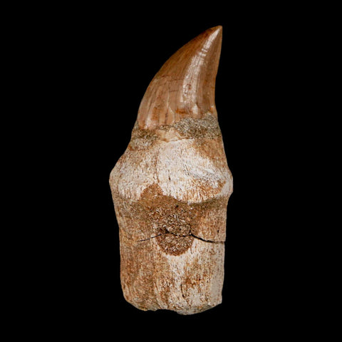 2.5" Halisaurus Walkeri Mosasaur Fossil Tooth Rooted Cretaceous Dinosaur Era COA - Fossil Age Minerals
