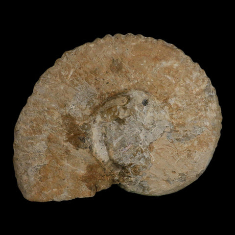 5.8" Acanthoceras Ammonite Fossil Agadir Morocco 360 Million Year Old COA - Fossil Age Minerals