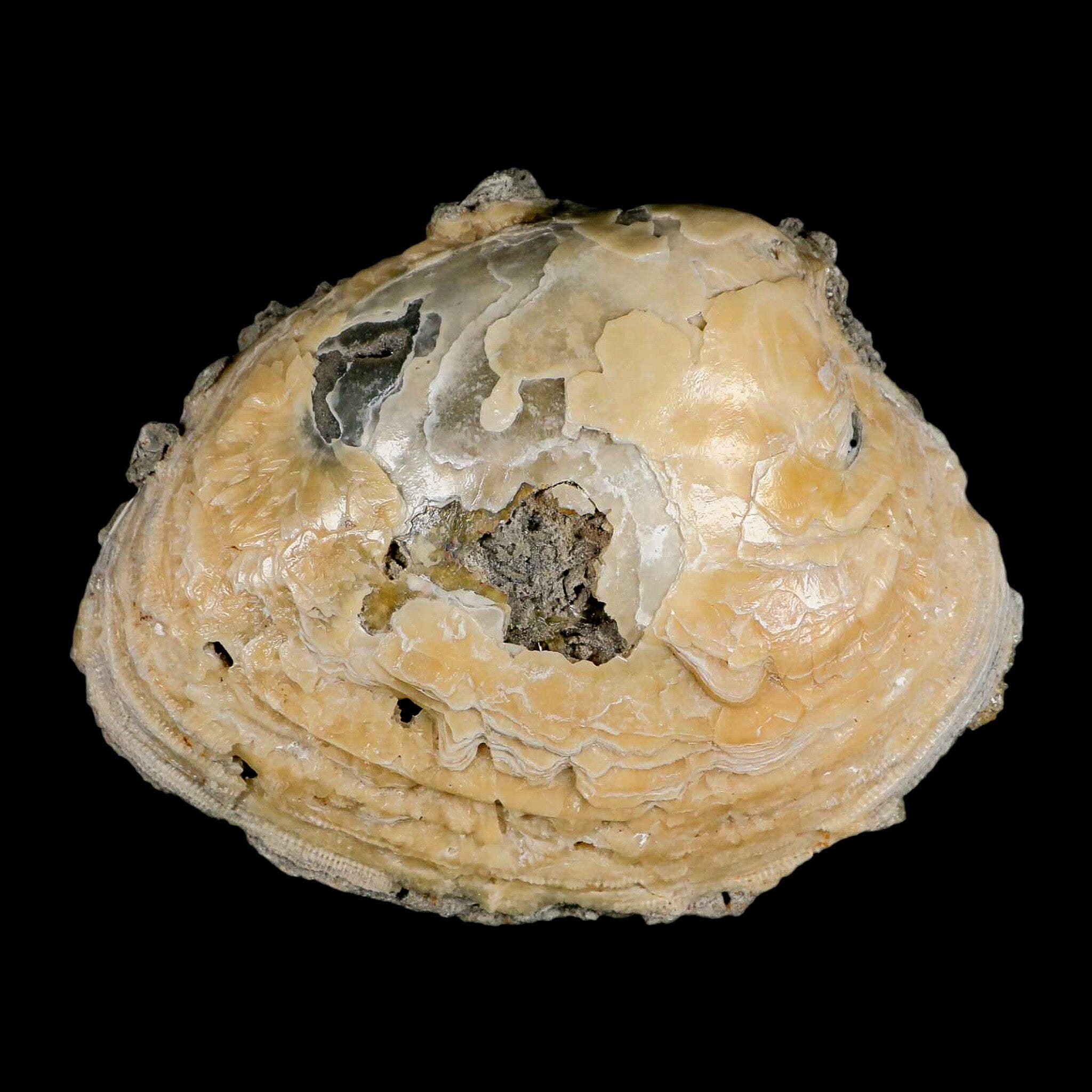 5.8" Mercenaria Permagna Clam Fossil Golden Calcite Crystal Rucks Pit Florida - Fossil Age Minerals