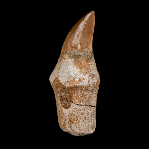 2.5" Halisaurus Walkeri Mosasaur Fossil Tooth Rooted Cretaceous Dinosaur Era COA - Fossil Age Minerals