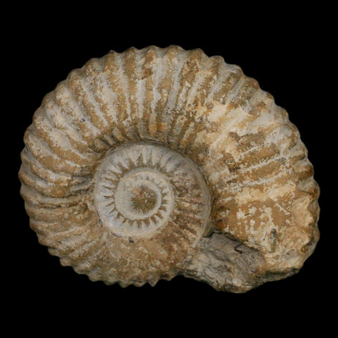 4.3" Acanthoceras Ammonite Fossil Agadir Morocco 360 Million Year Old COA - Fossil Age Minerals