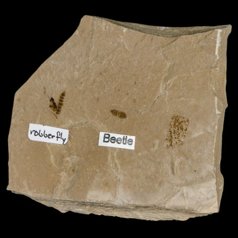2.5" Fossil Beetle And Robber Fly Insect Green River FM Uintah County Utah Eocene Age - Fossil Age Minerals