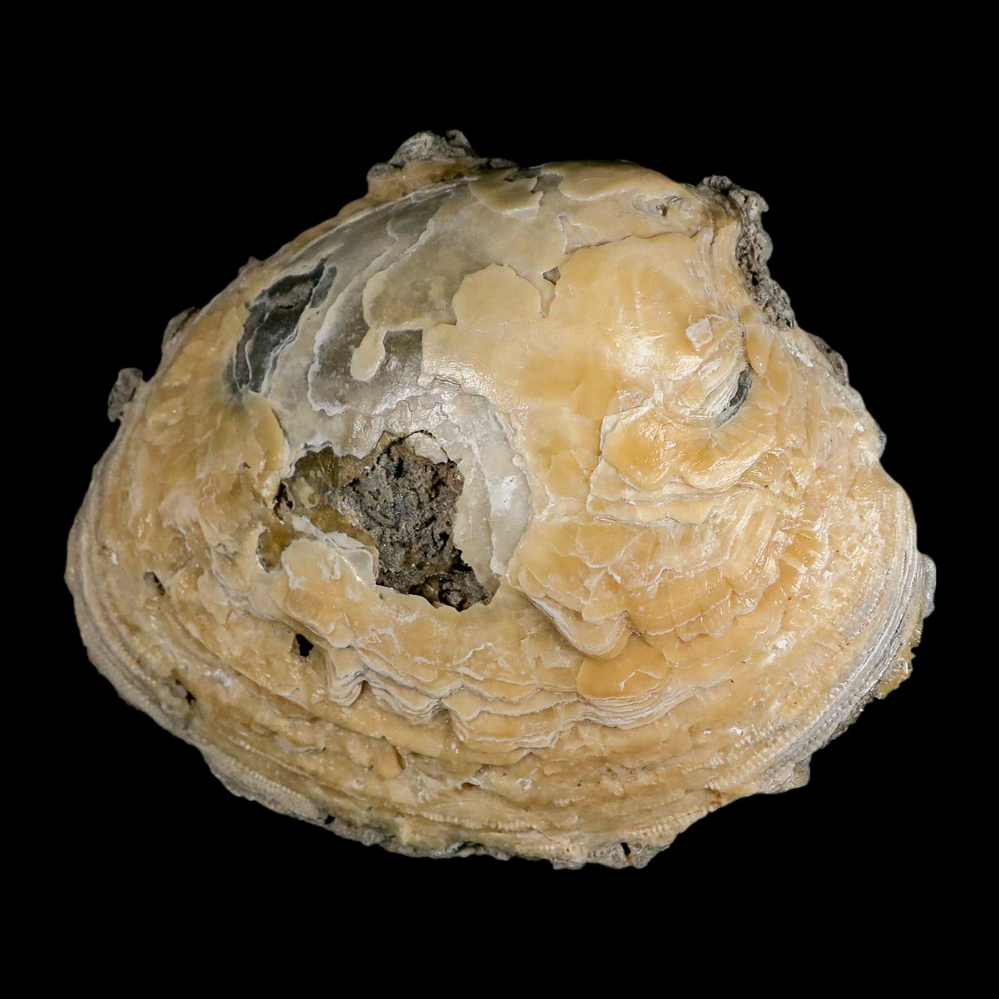 5.8" Mercenaria Permagna Clam Fossil Golden Calcite Crystal Rucks Pit Florida - Fossil Age Minerals