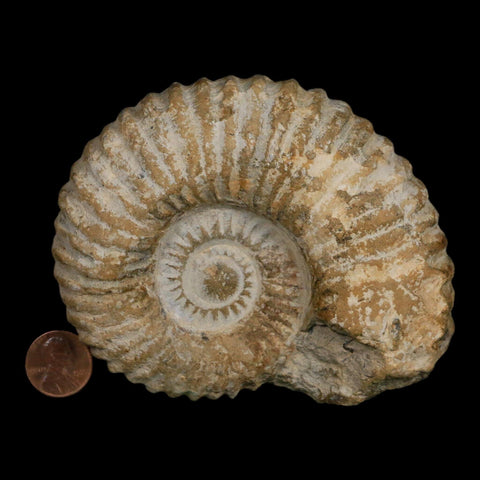 4.3" Acanthoceras Ammonite Fossil Agadir Morocco 360 Million Year Old COA - Fossil Age Minerals