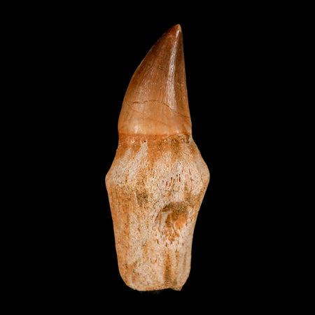 2.4" Mosasaur Eremiasaurus Fossil Tooth Rooted Cretaceous Dinosaur Era COA