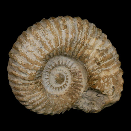 4.3" Acanthoceras Ammonite Fossil Agadir Morocco 360 Million Year Old COA