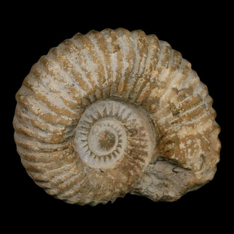 4.3" Acanthoceras Ammonite Fossil Agadir Morocco 360 Million Year Old COA - Fossil Age Minerals