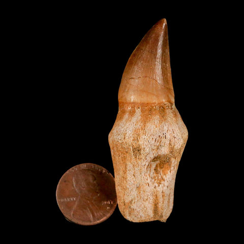 2.4" Mosasaur Eremiasaurus Fossil Tooth Rooted Cretaceous Dinosaur Era COA