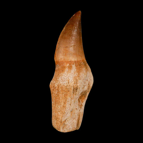 2.4" Mosasaur Eremiasaurus Fossil Tooth Rooted Cretaceous Dinosaur Era COA
