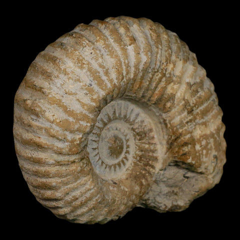 4.3" Acanthoceras Ammonite Fossil Agadir Morocco 360 Million Year Old COA - Fossil Age Minerals