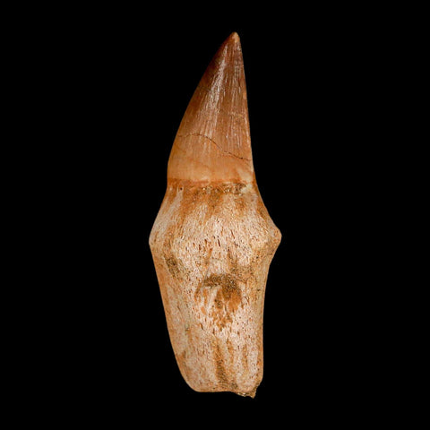 2.4" Mosasaur Eremiasaurus Fossil Tooth Rooted Cretaceous Dinosaur Era COA