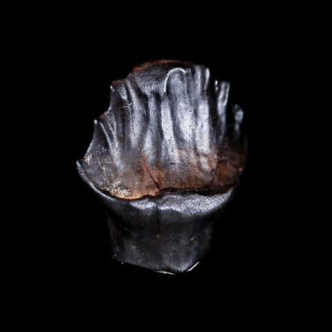 0.5" Ankylosaurus Fossil Tooth Judith River FM Cretaceous Dinosaur MT COA & Display - Fossil Age Minerals