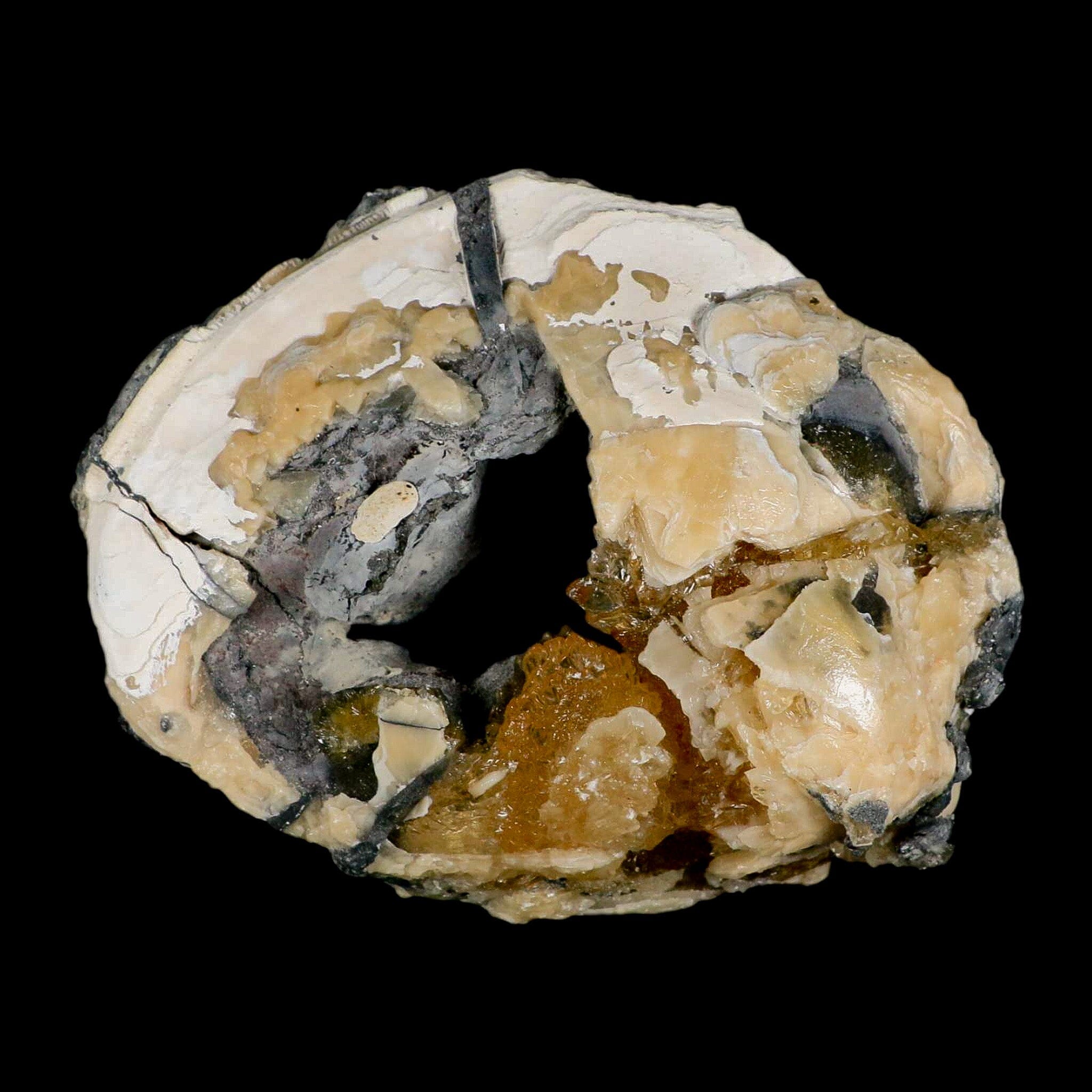 4.8" Mercenaria Permagna Clam Fossil Golden Calcite Crystal Rucks Pit Florida - Fossil Age Minerals