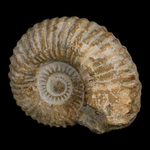 4.3" Acanthoceras Ammonite Fossil Agadir Morocco 360 Million Year Old COA - Fossil Age Minerals