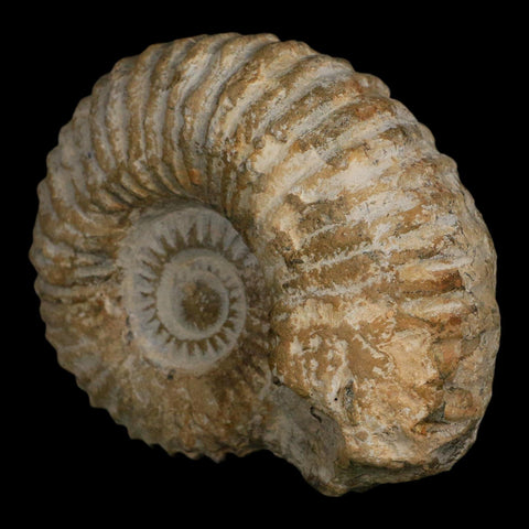 4.3" Acanthoceras Ammonite Fossil Agadir Morocco 360 Million Year Old COA - Fossil Age Minerals