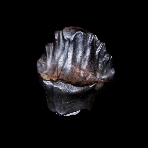 0.5" Ankylosaurus Fossil Tooth Judith River FM Cretaceous Dinosaur MT COA & Display - Fossil Age Minerals