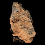 1.6" Pachycephalosaurus Fossil Skull Bone Lance Creek WY Cretaceous Dinosaur COA
